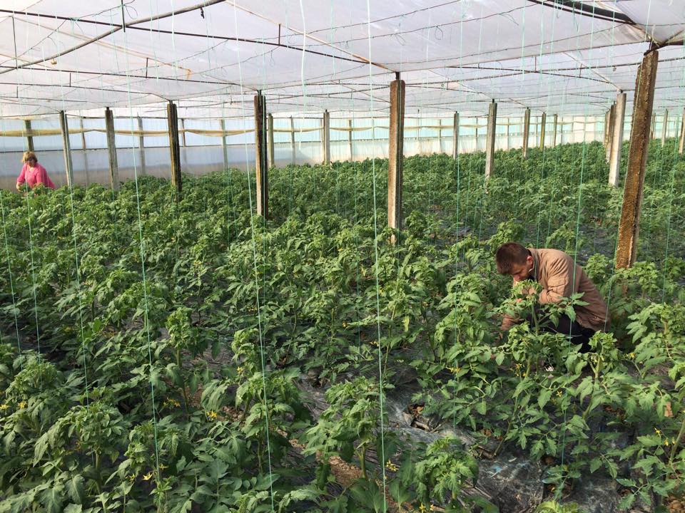 (12 marzo 2015) Una serra per la produzione di pomodori finanziata a  Kutalli (Berat) con le borse di avvio impresa